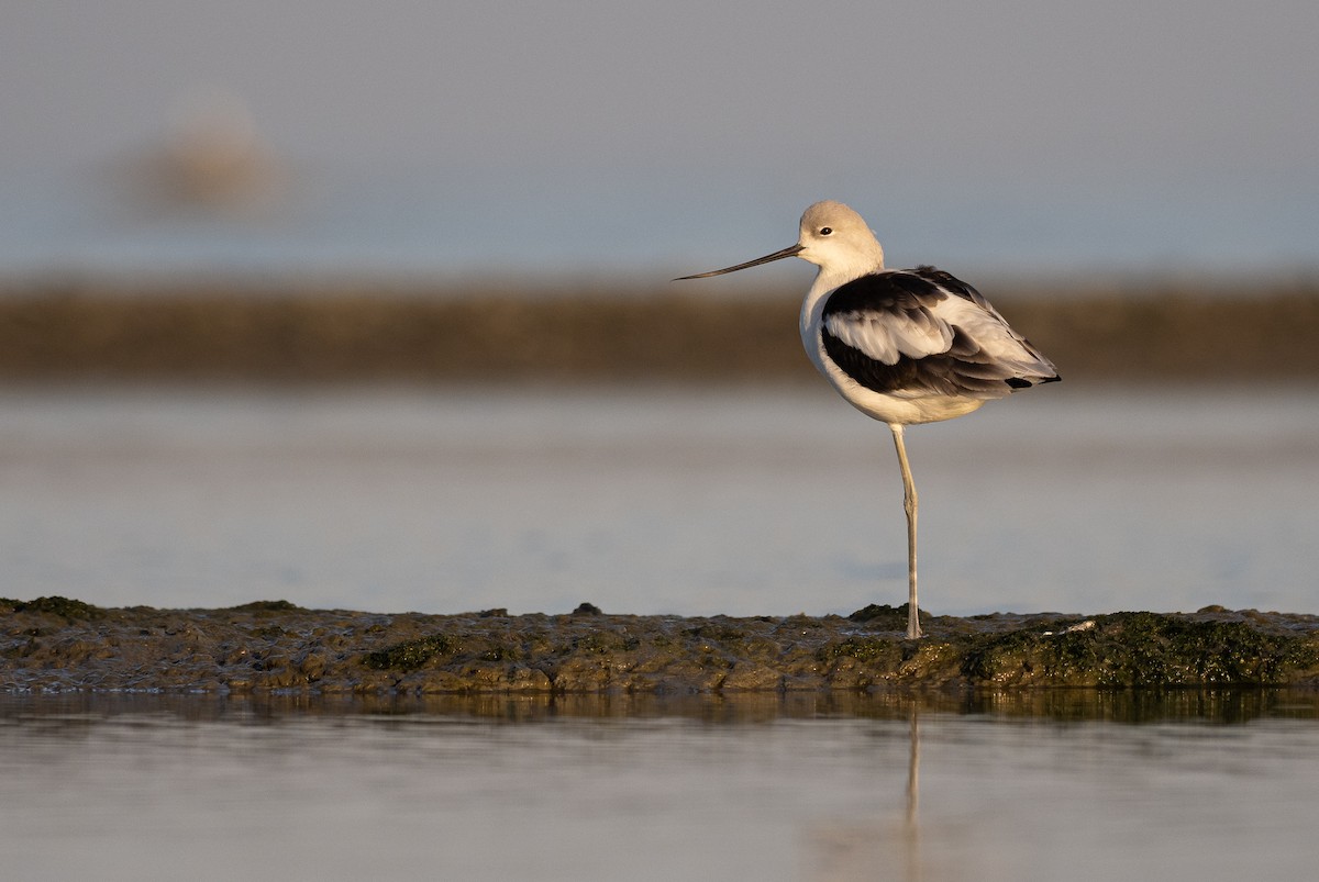 American Avocet - Forest Botial-Jarvis