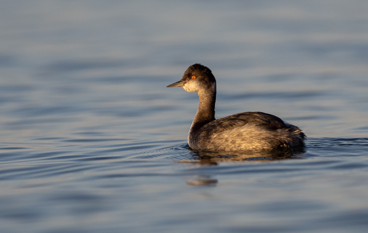 Eared Grebe - Forest Botial-Jarvis
