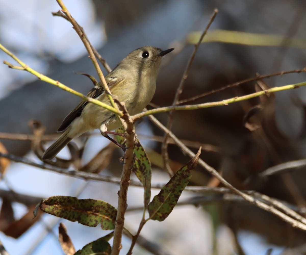 Ruby-crowned Kinglet - Sally Veach
