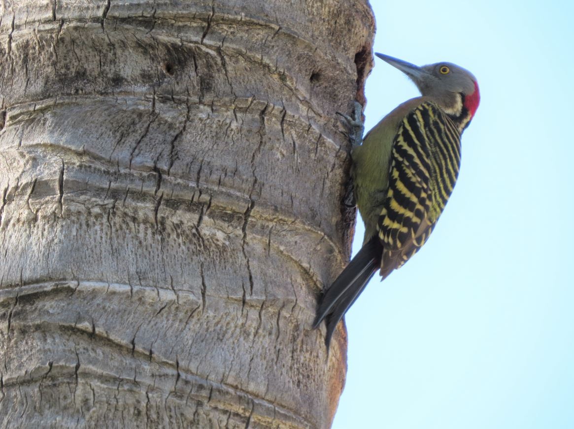 Hispaniolan Woodpecker - ML391453651