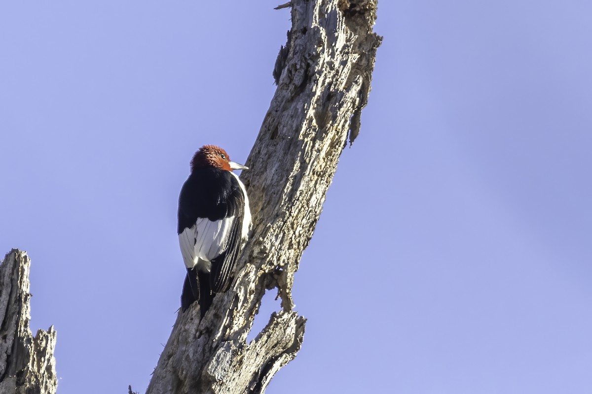 Red-headed Woodpecker - ML391459201