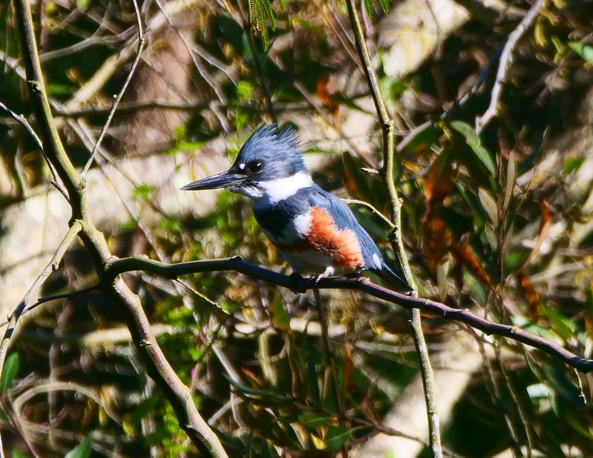 Belted Kingfisher - ML391459901
