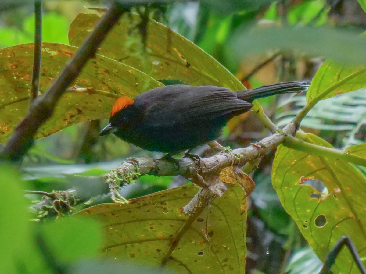 Tawny-crested Tanager - ML391463681