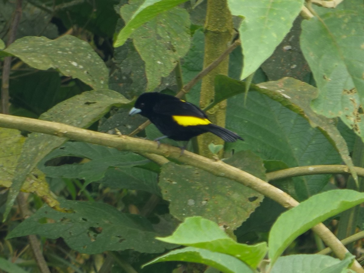 Flame-rumped Tanager - ML391463911