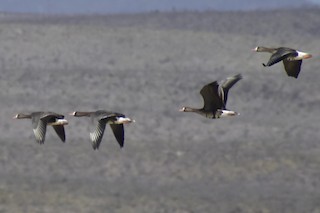 Greater White-fronted Goose, ML391469111
