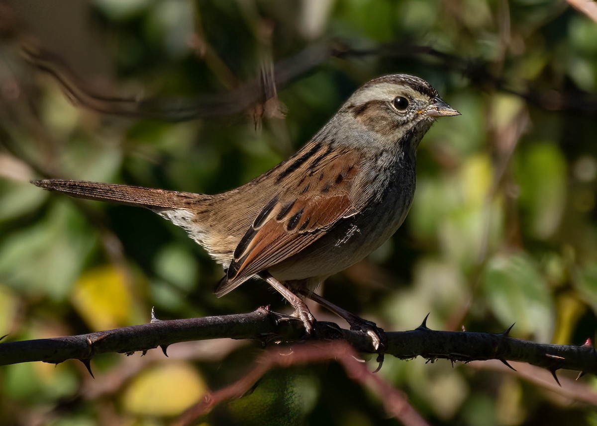 Swamp Sparrow - ML391471131