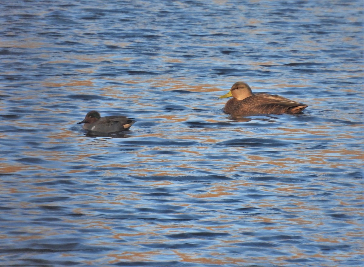 Green-winged Teal - ML391475181