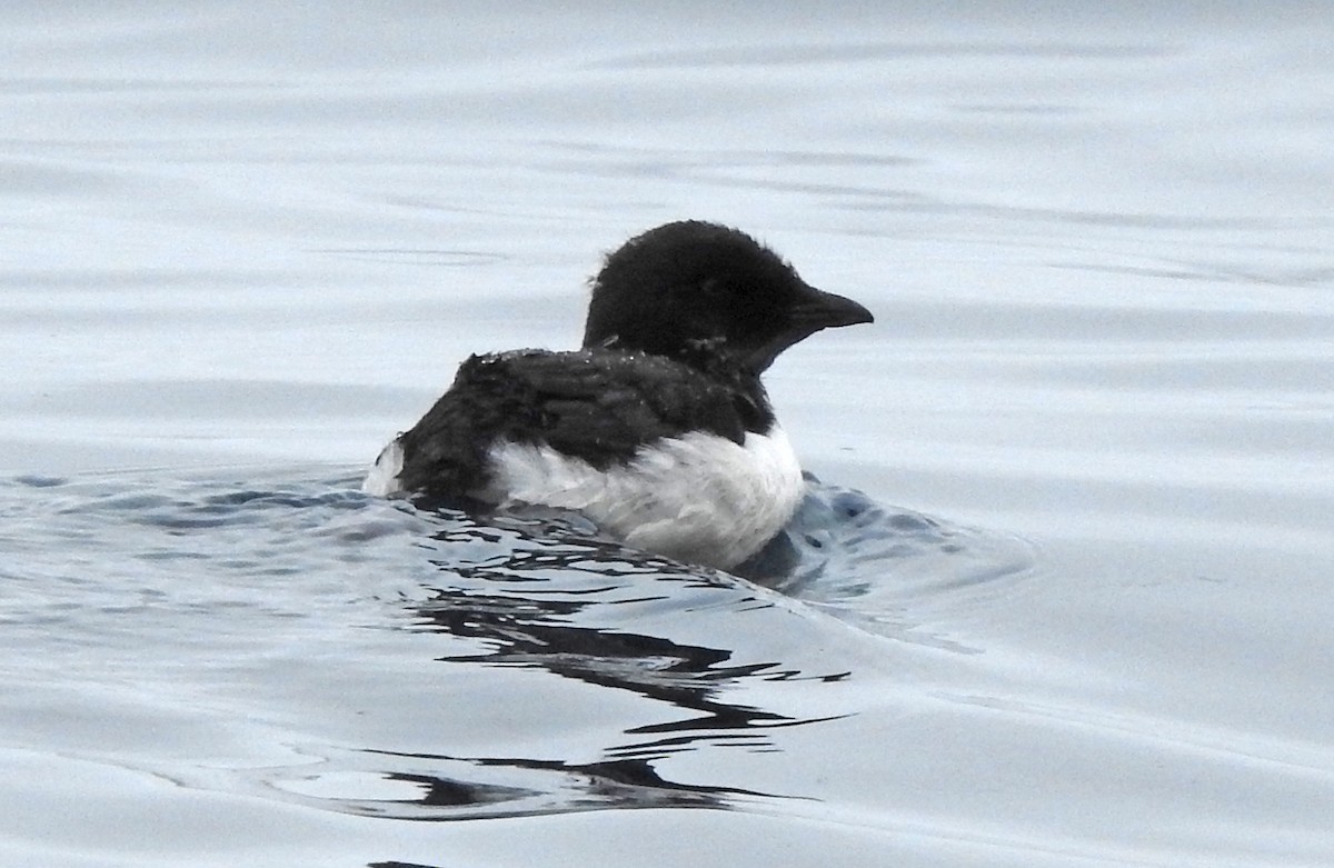Thick-billed Murre - ML391478741