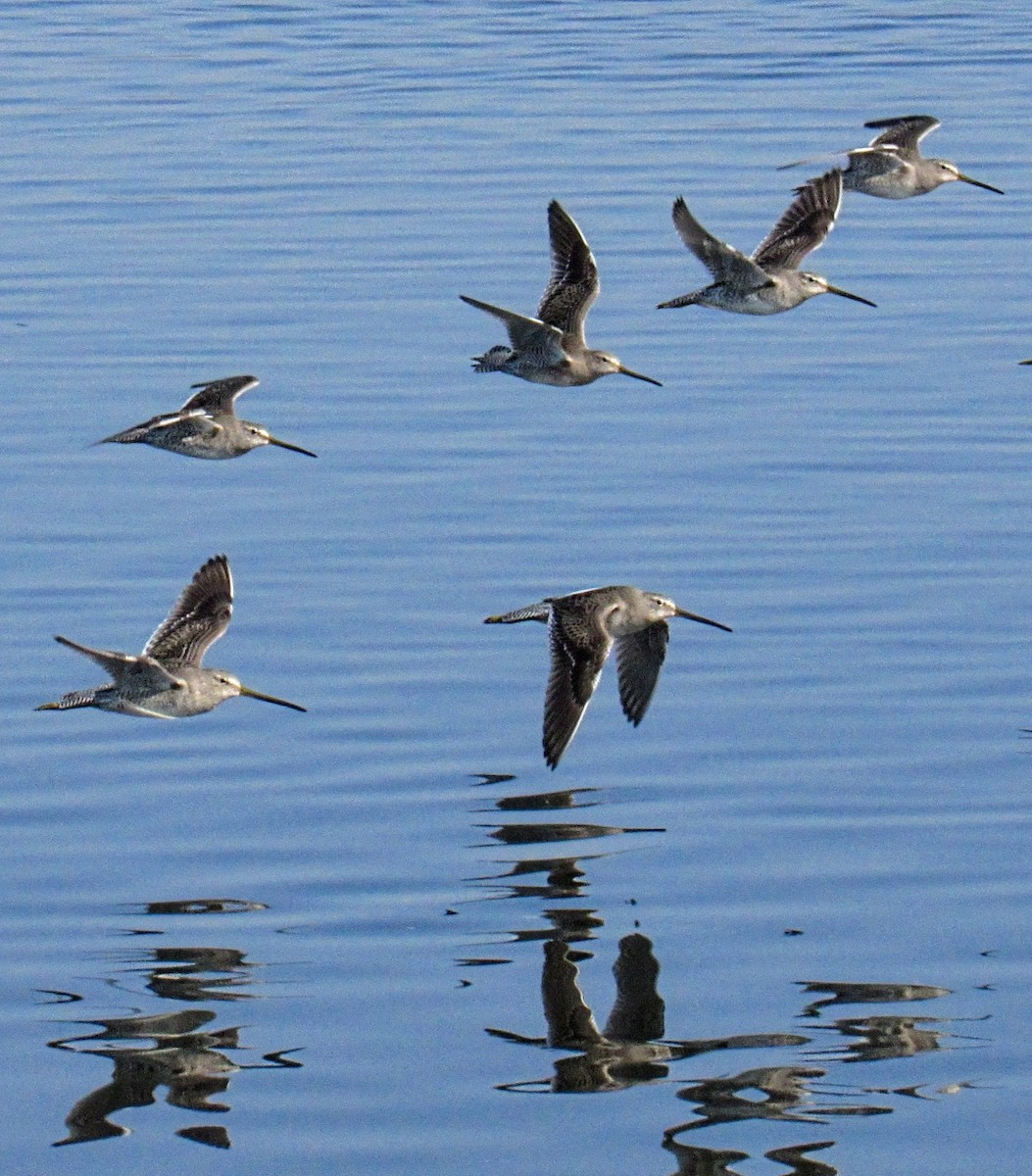 Long-billed Dowitcher - ML391483461