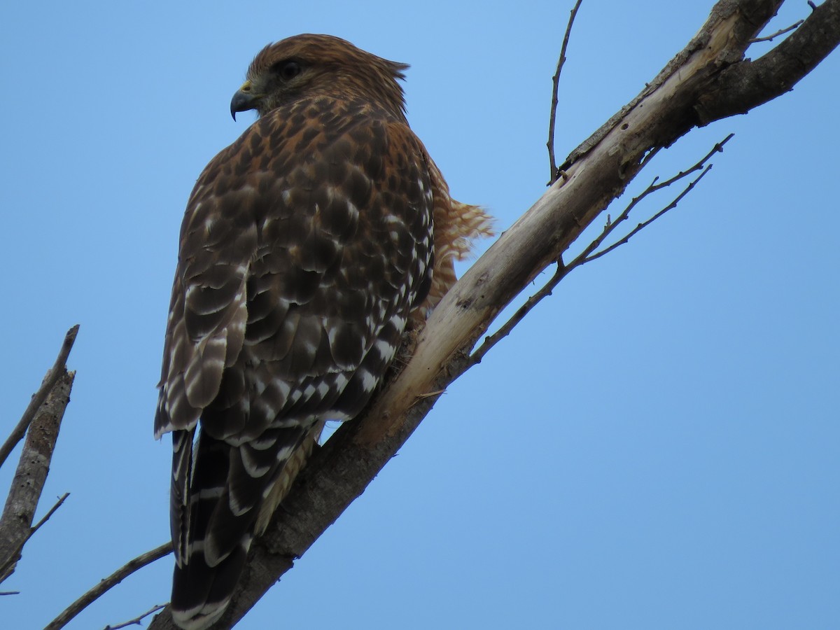Red-shouldered Hawk (lineatus Group) - ML391489261
