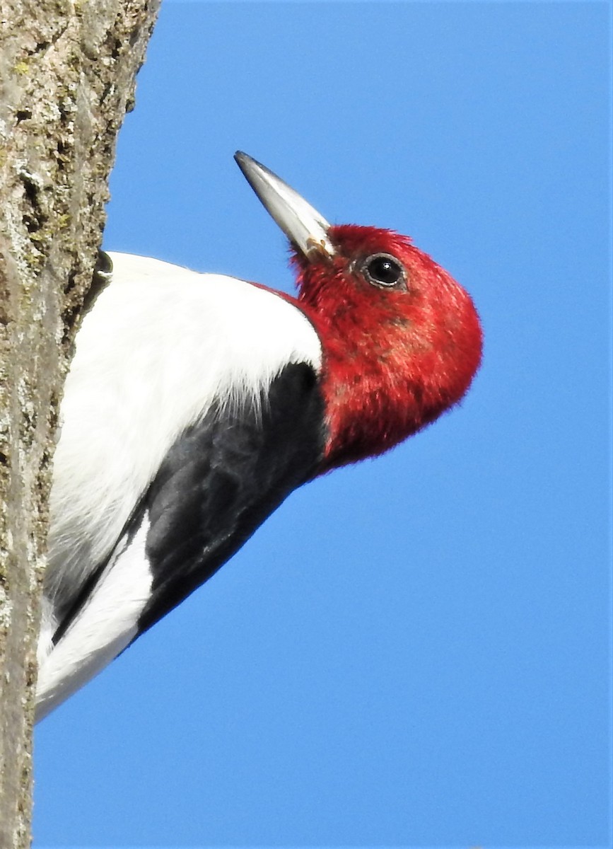 Red-headed Woodpecker - ML391490631