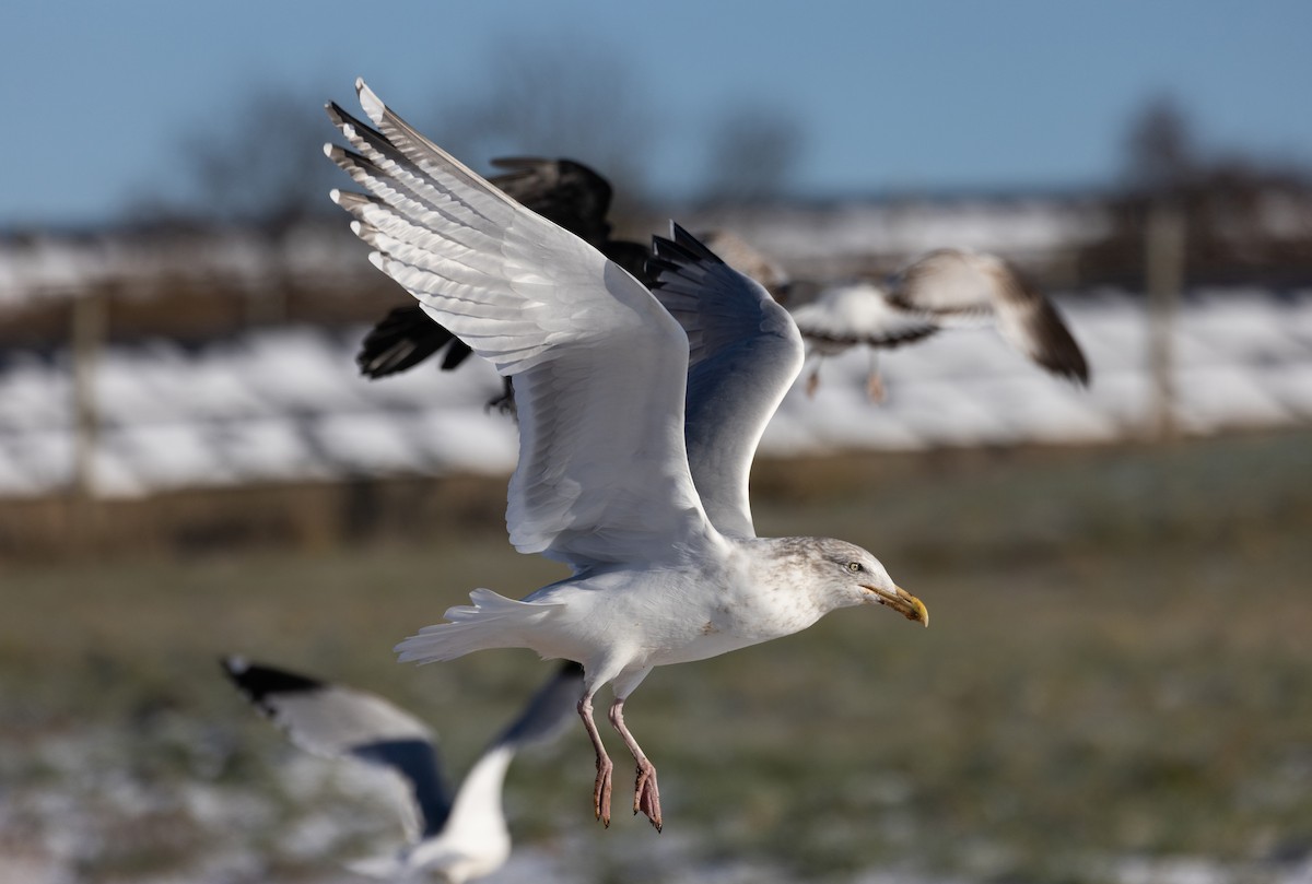 Herring Gull (American) - ML391506511