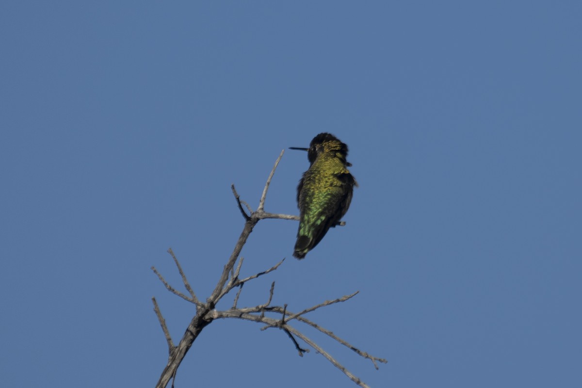 Anna's Hummingbird - ML391506601