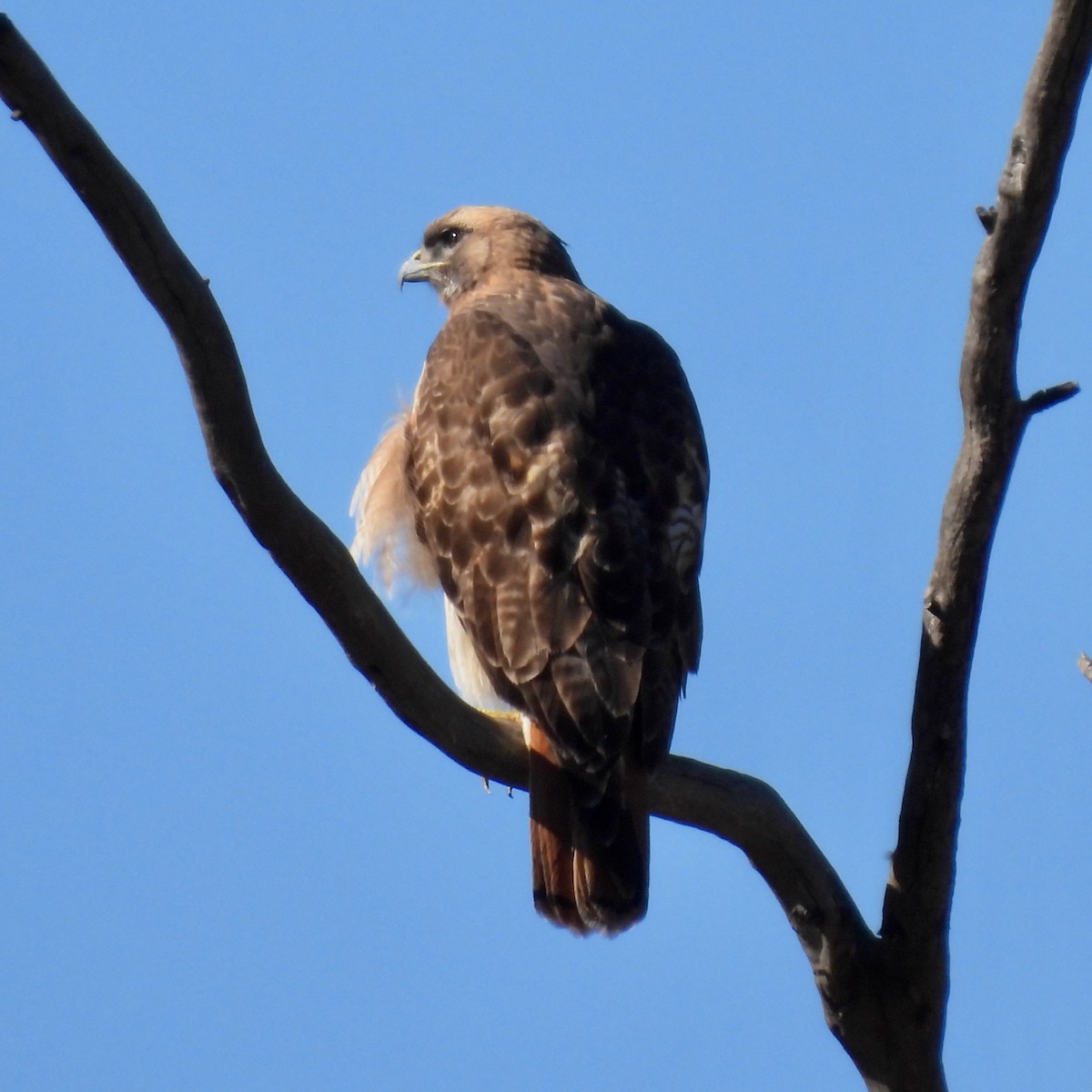 Red-tailed Hawk - ML391509391