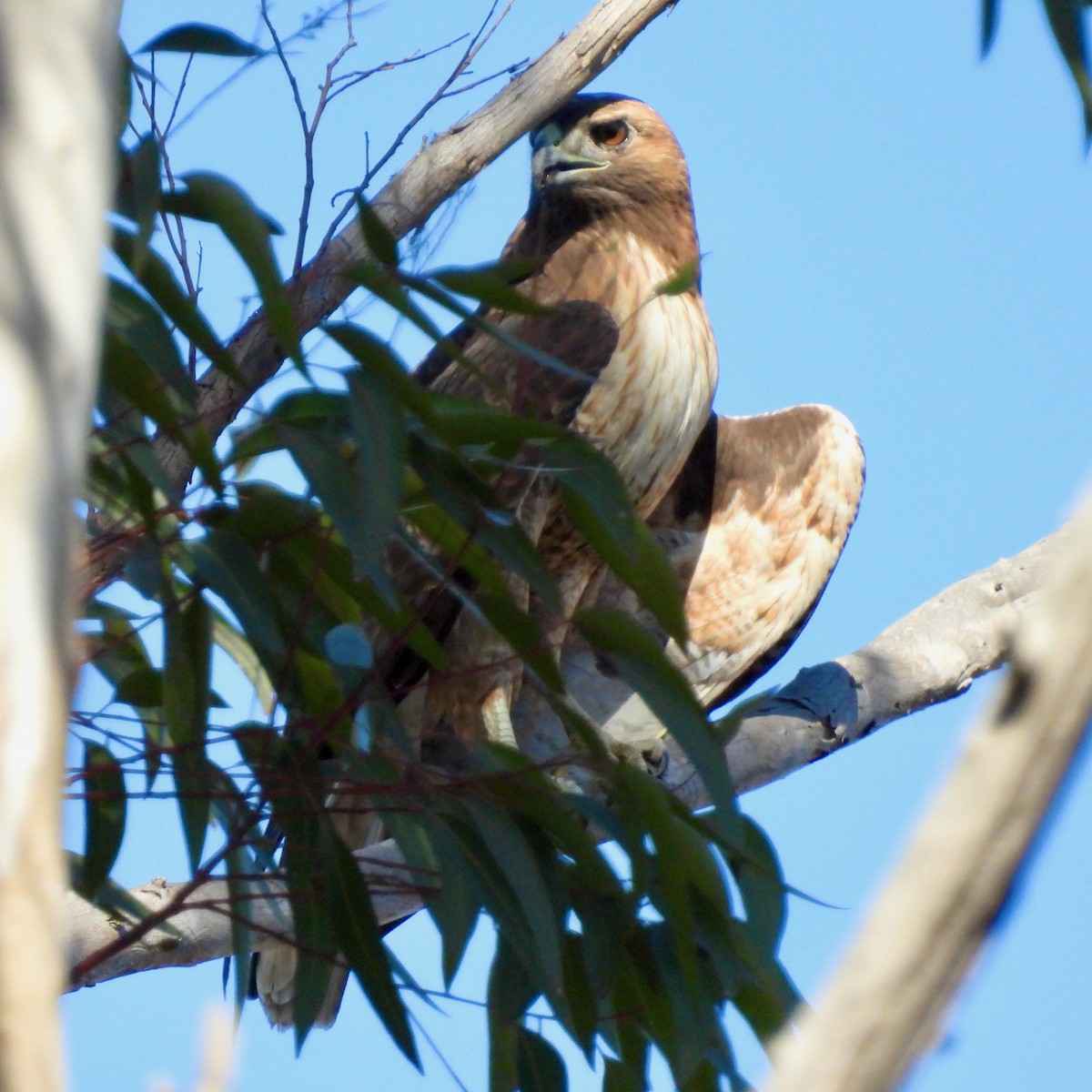 Red-tailed Hawk - ML391509401