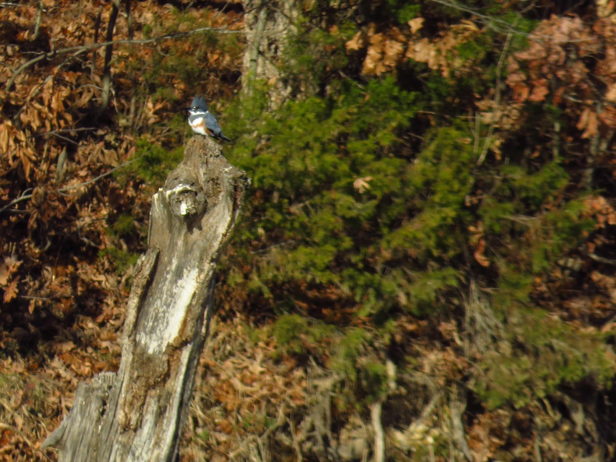 Belted Kingfisher - ML391510641