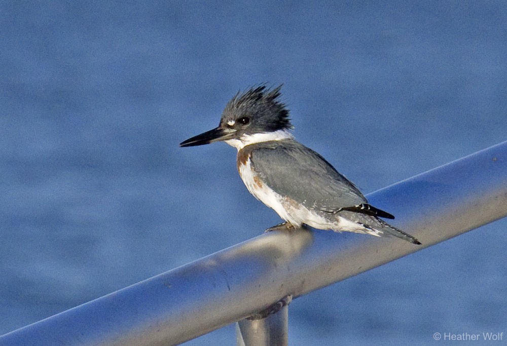 Belted Kingfisher - ML39151421