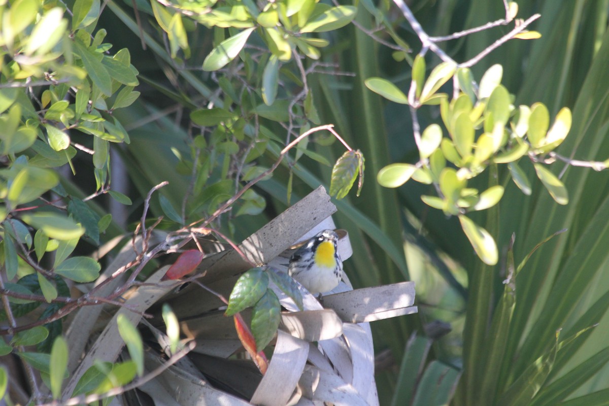 Yellow-throated Warbler - ML391521721