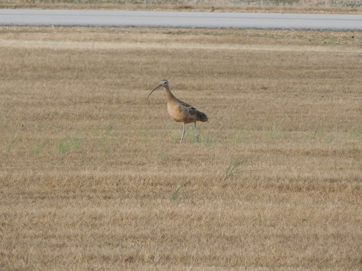 Long-billed Curlew - ML391531981
