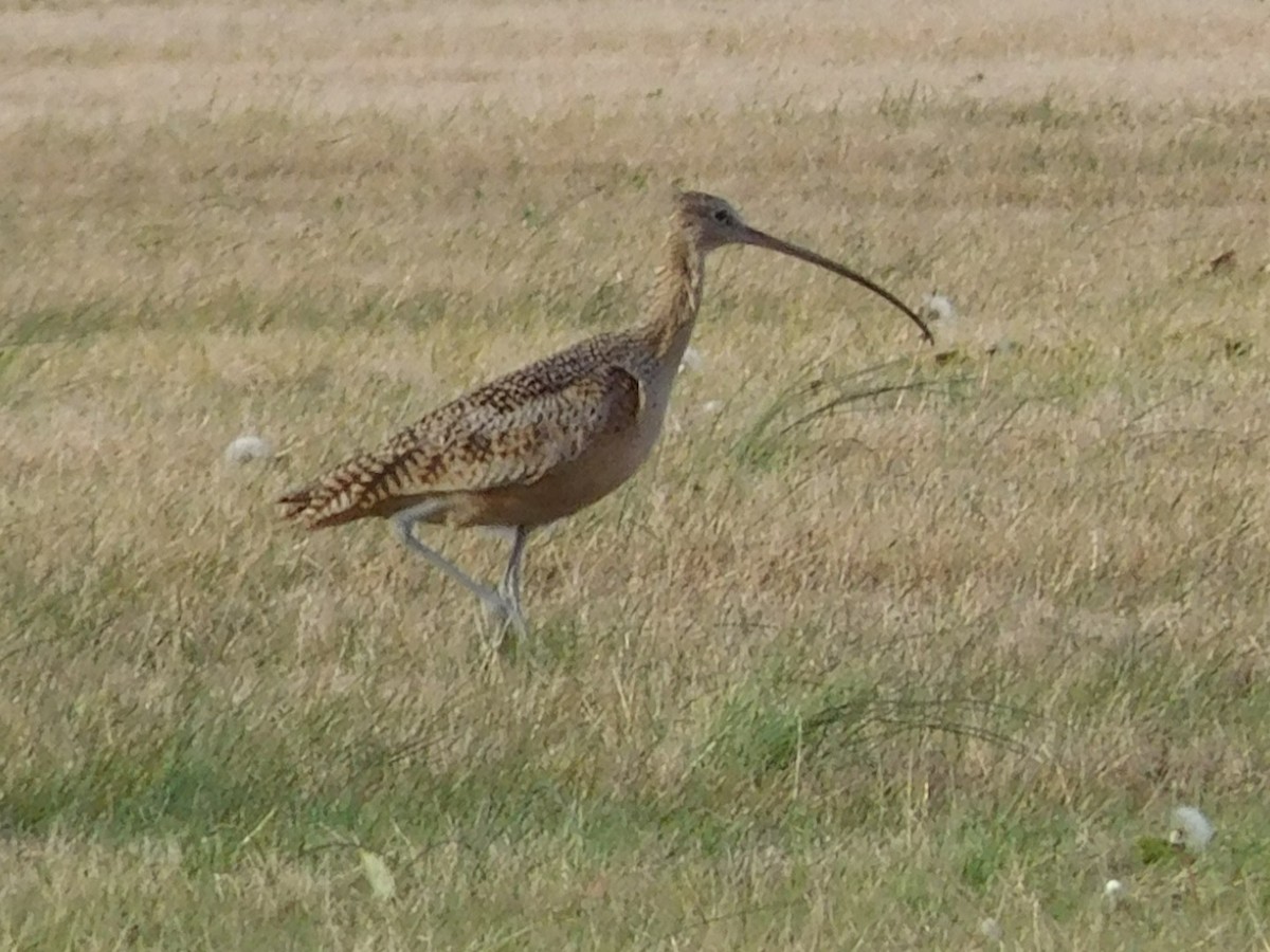 Long-billed Curlew - ML391532011