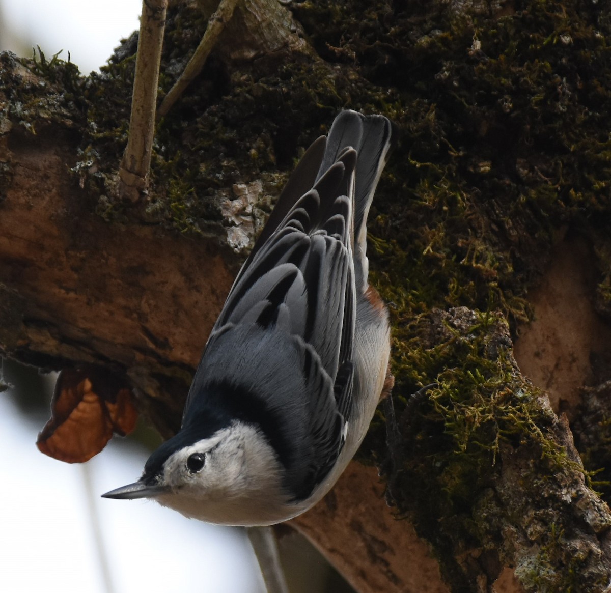 White-breasted Nuthatch - Toby Koosman