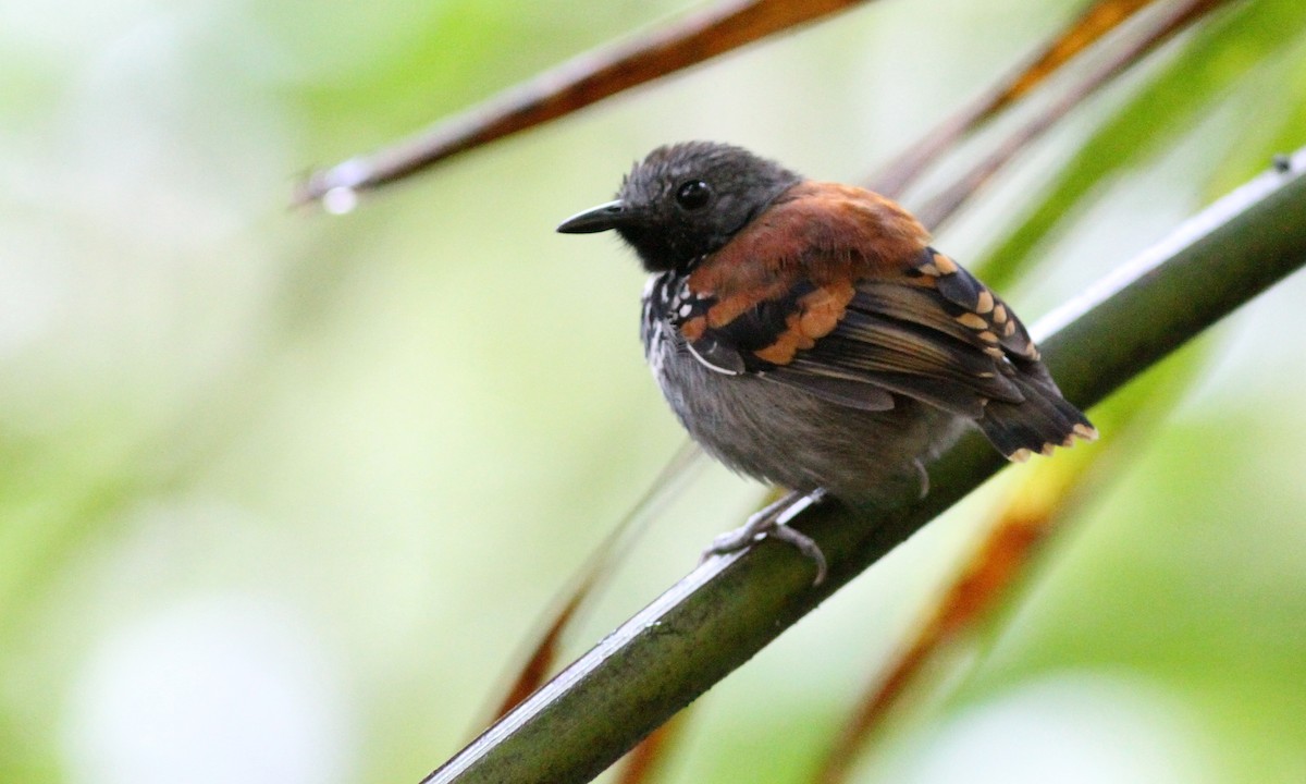 Spotted Antbird - ML39153731