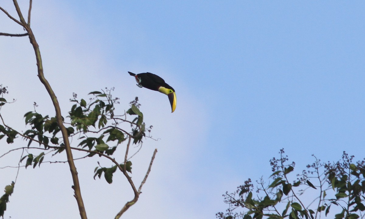 Yellow-throated Toucan (Chestnut-mandibled) - ML39153811