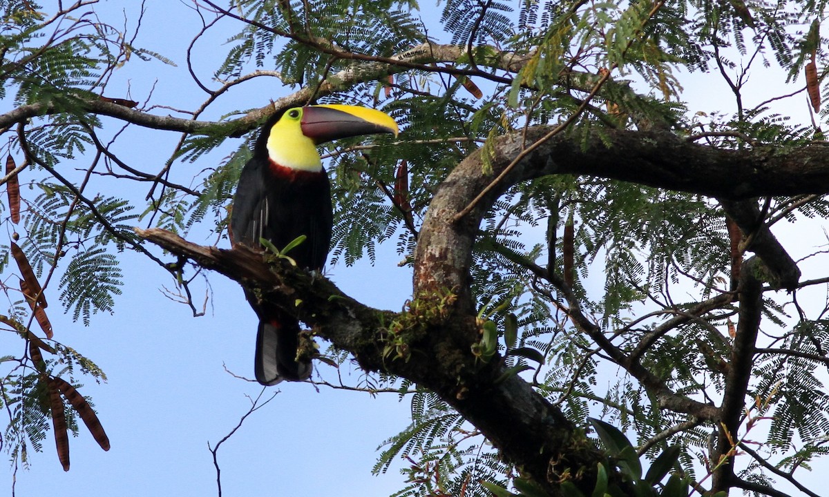 Yellow-throated Toucan (Chestnut-mandibled) - ML39153821