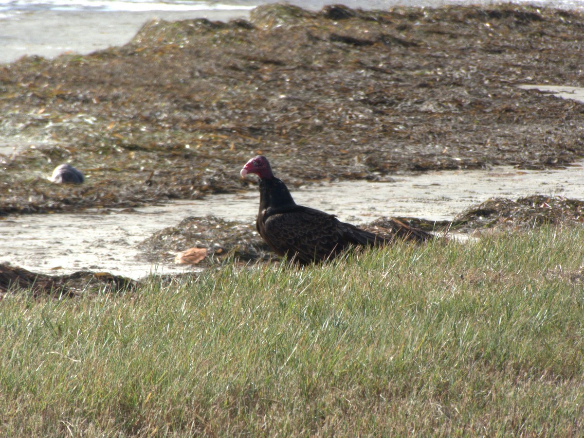 Turkey Vulture - ML39154101