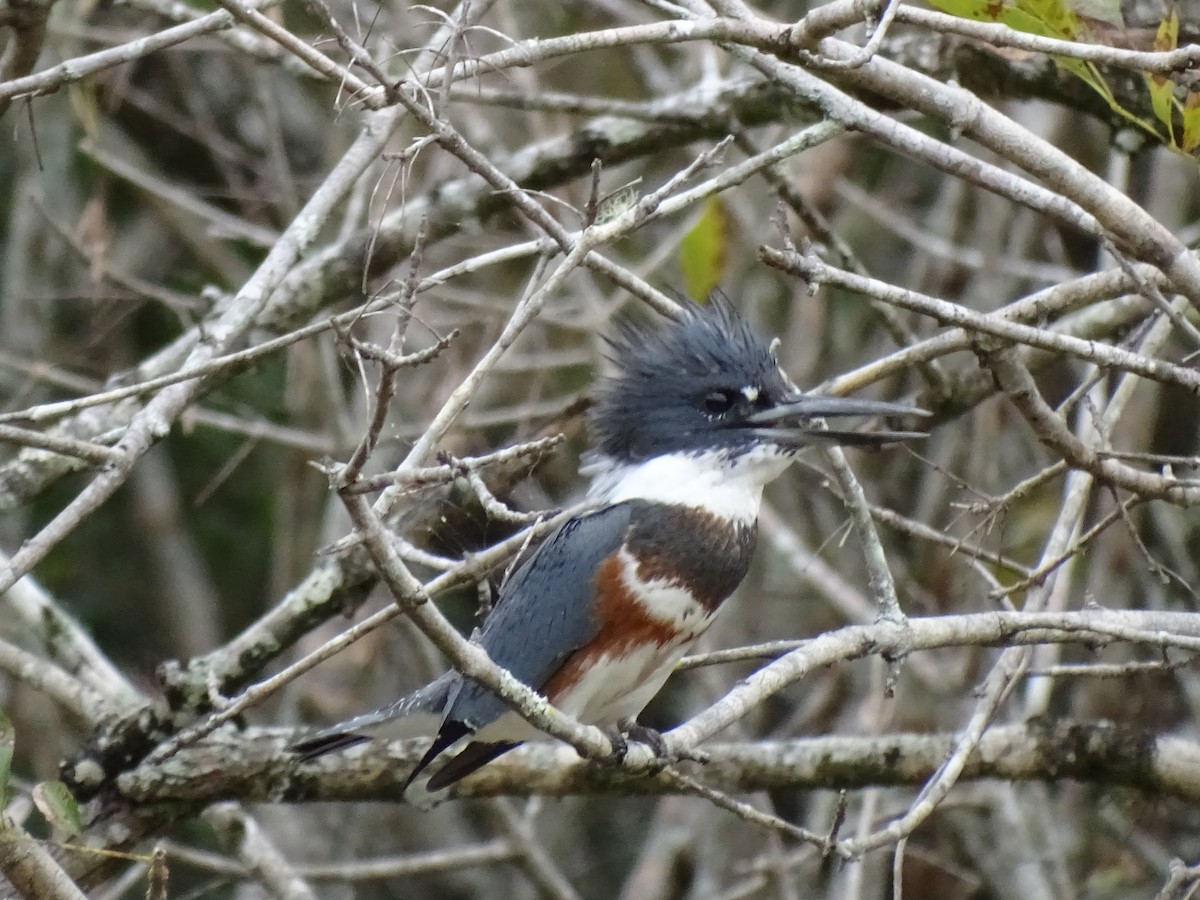 Belted Kingfisher - Jerry Rogers