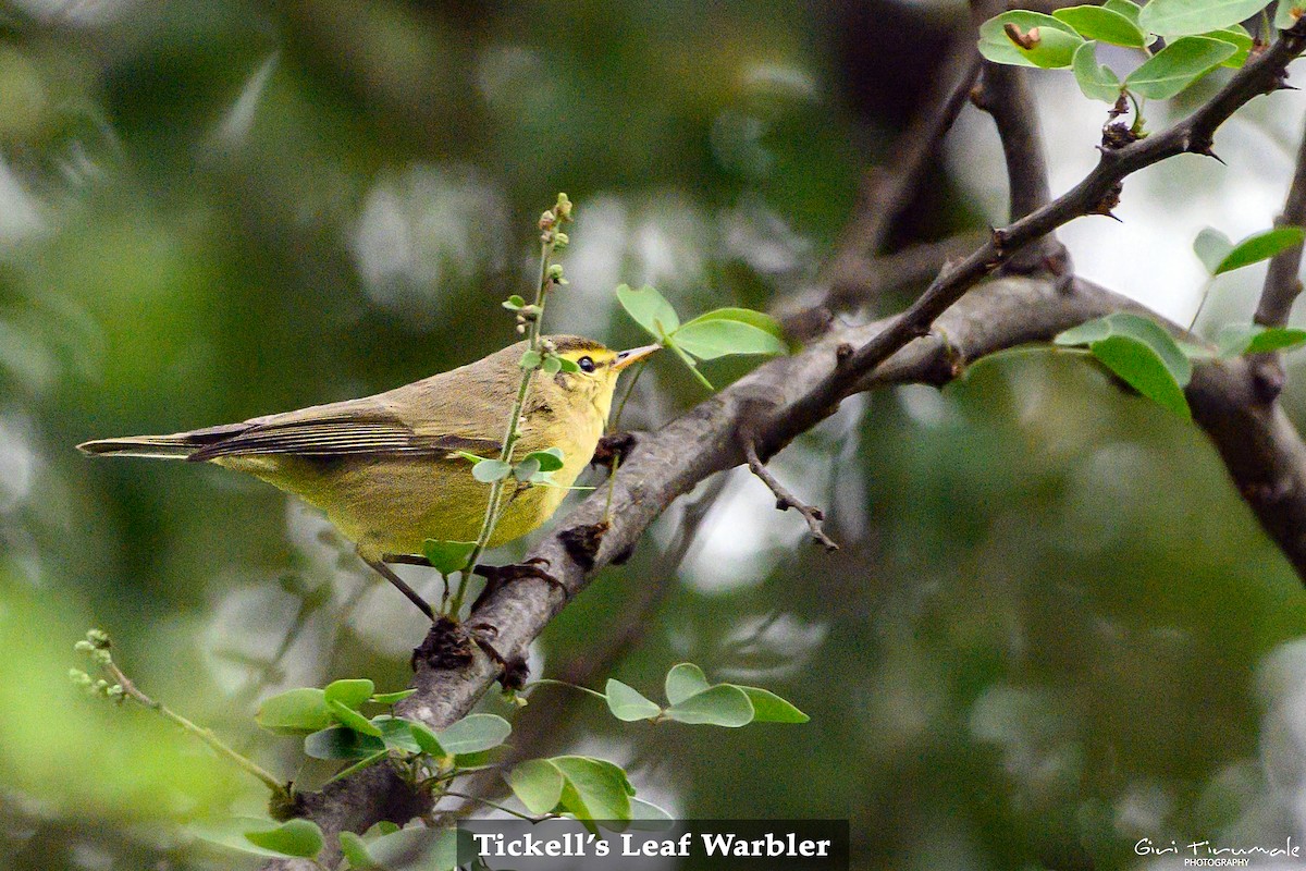 Tickell's Leaf Warbler (Tickell's) - Giri Tirumale