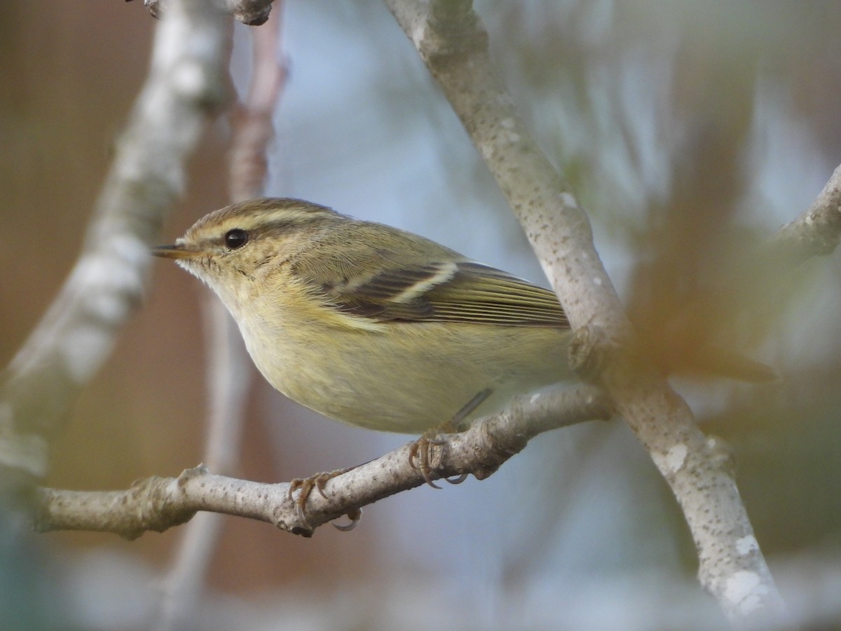 Hume's Warbler - ML391546121