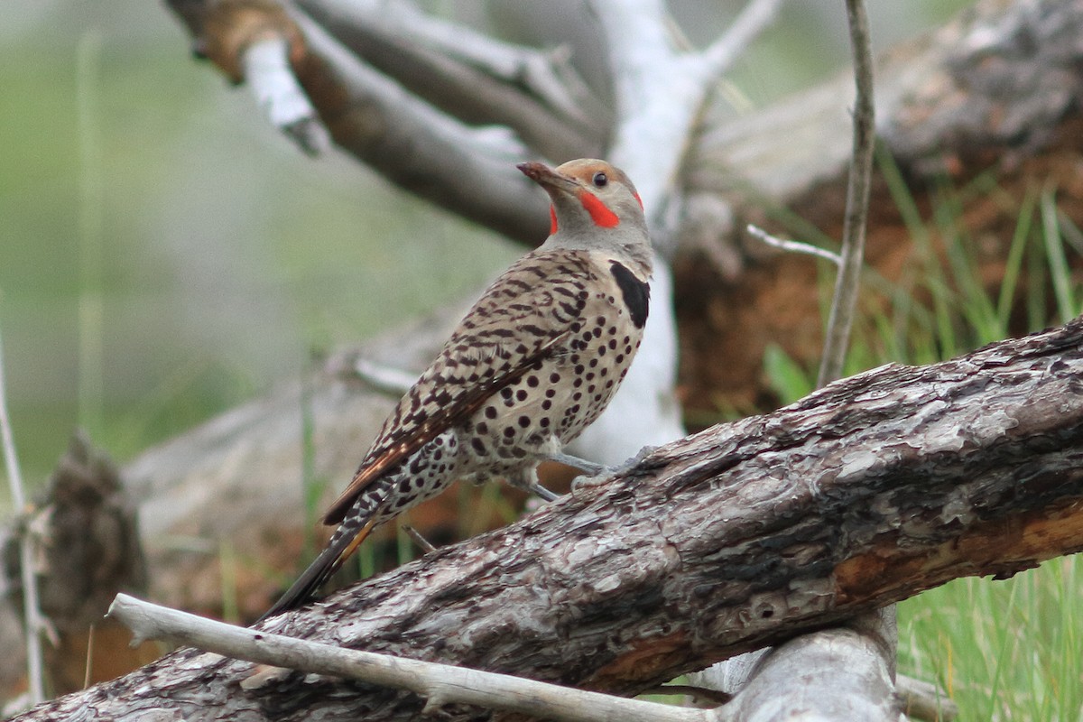 Northern Flicker (Yellow-shafted x Red-shafted) - ML391551951