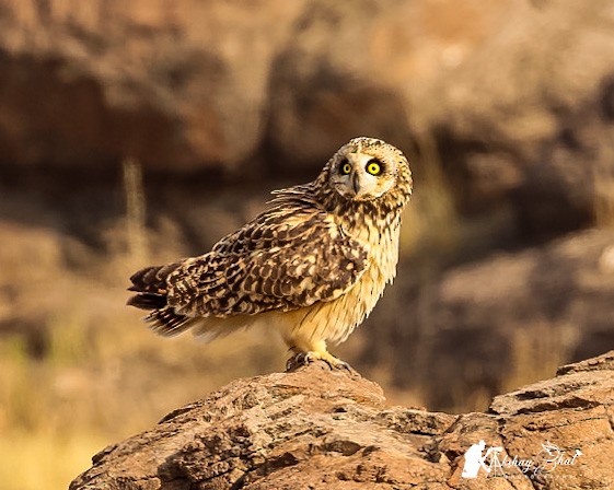 Short-eared Owl - Akshay Bhat