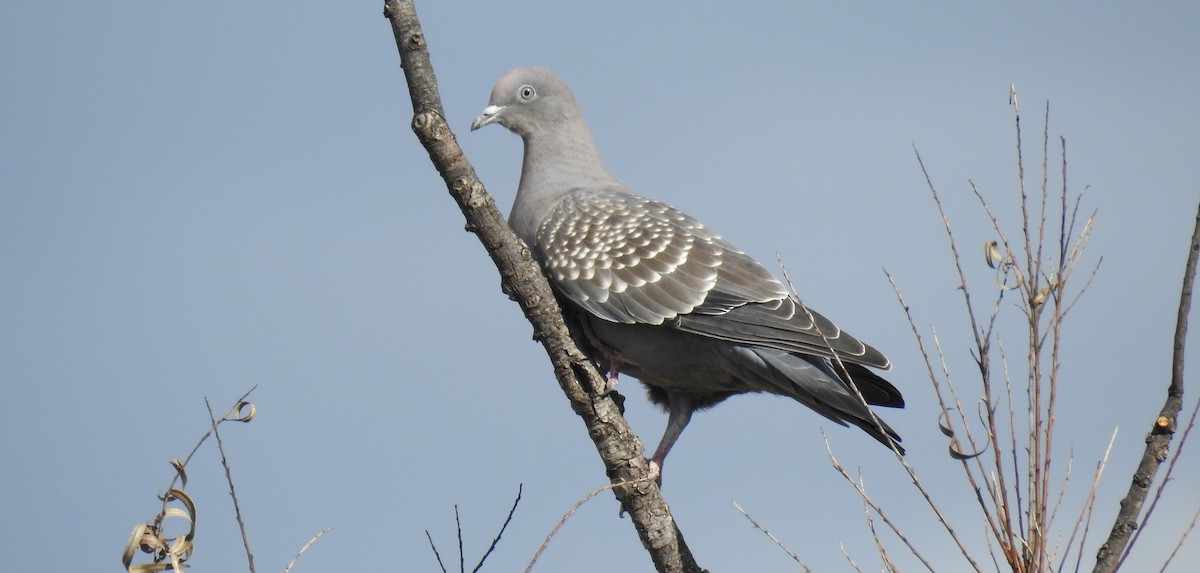 Spot-winged Pigeon - ML39155931