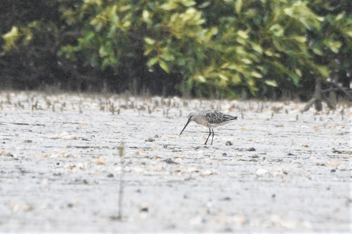 Asian Dowitcher - ML391563661