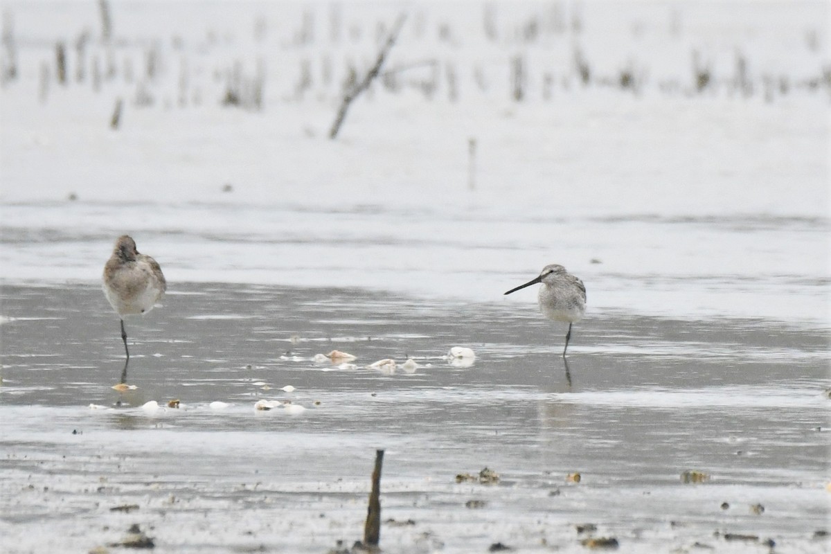 Asian Dowitcher - ML391563671