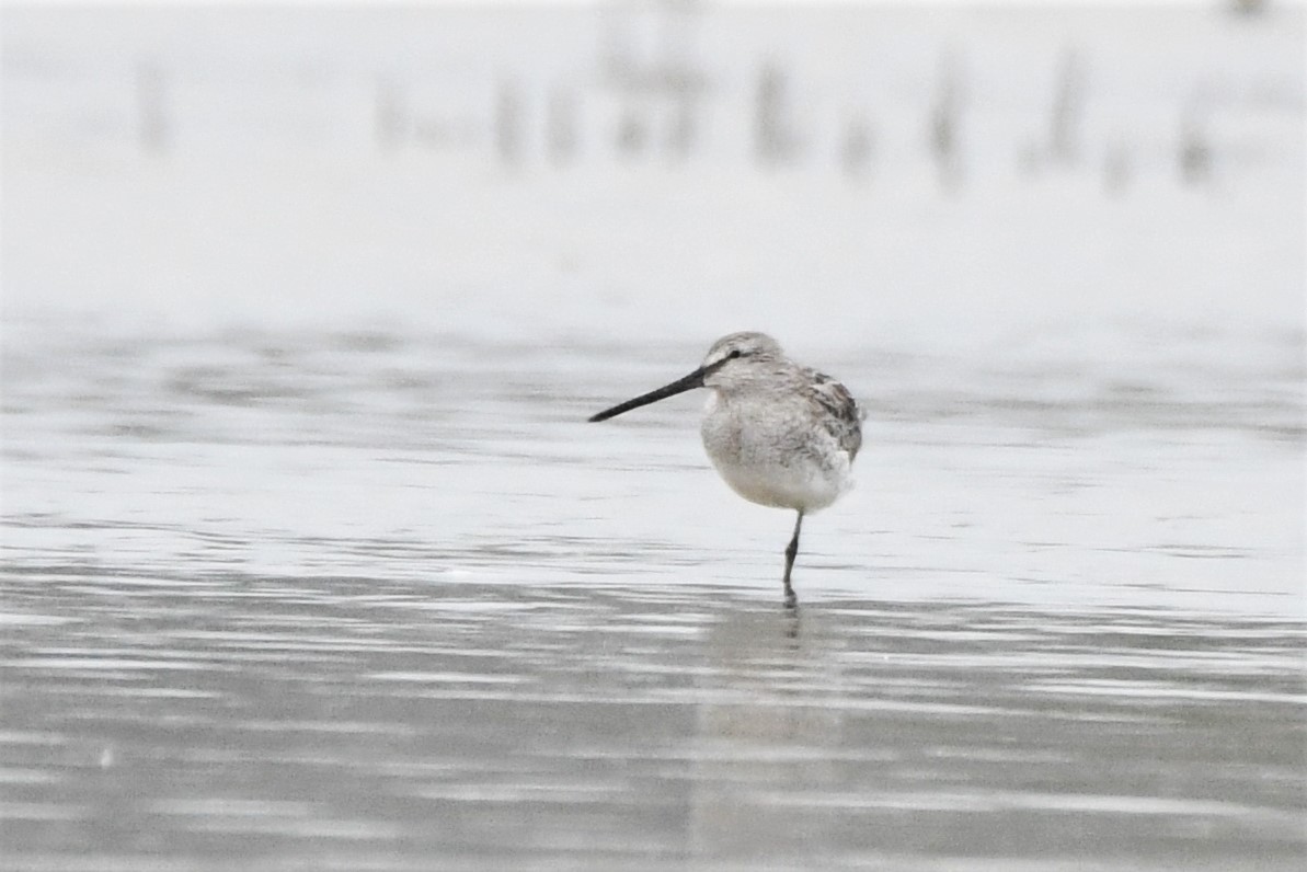 Asian Dowitcher - ML391563691