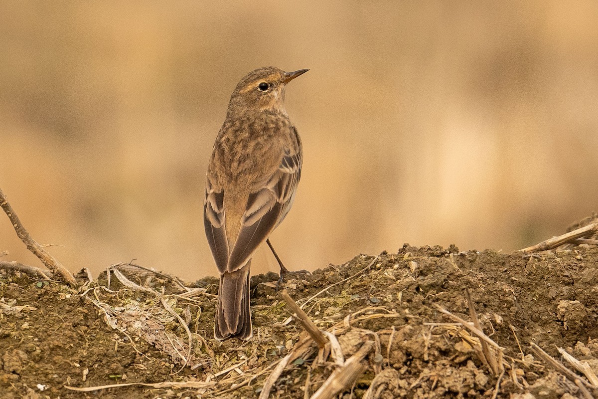 Water Pipit - ML391565091