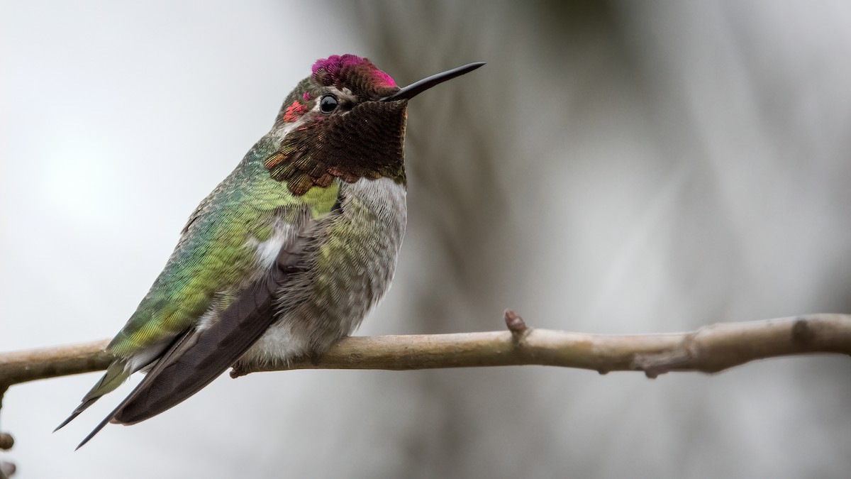 Anna's Hummingbird - Mason Maron