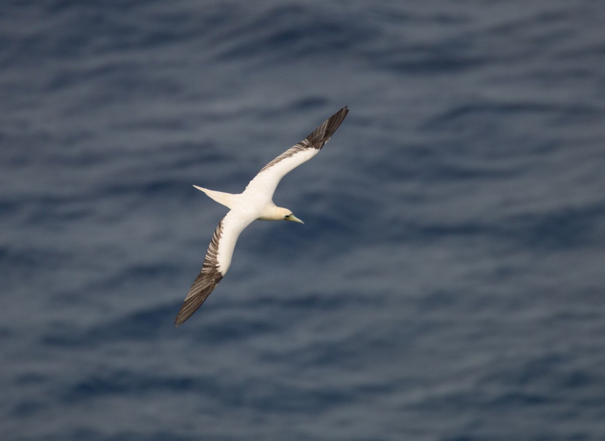 Red-footed Booby - ML391569421