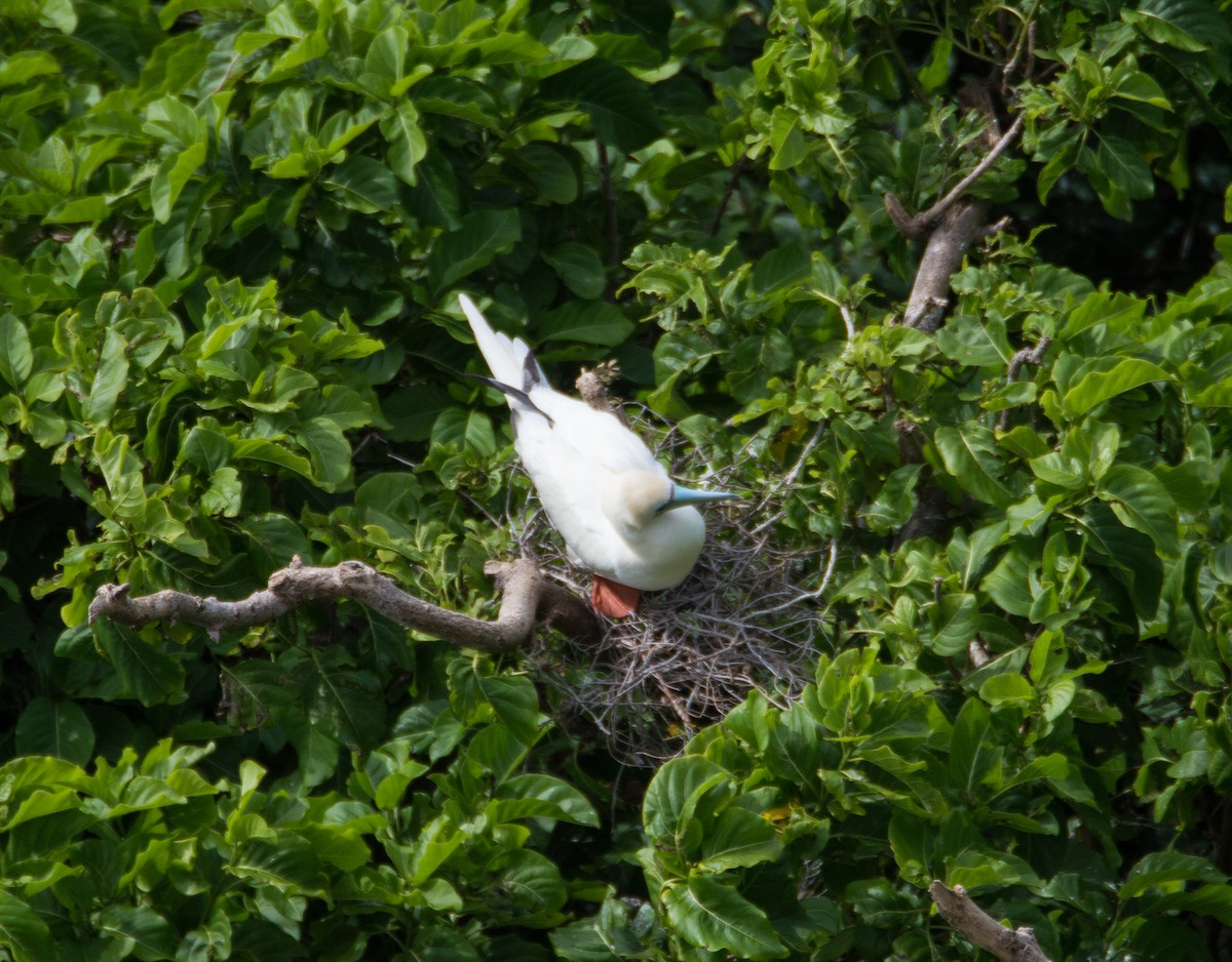 Red-footed Booby - ML391569431