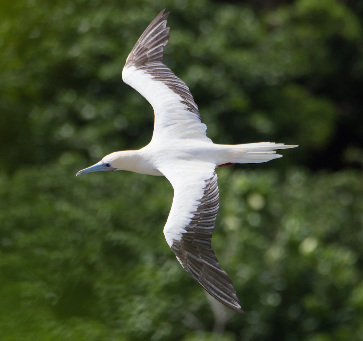 Red-footed Booby - ML391569451