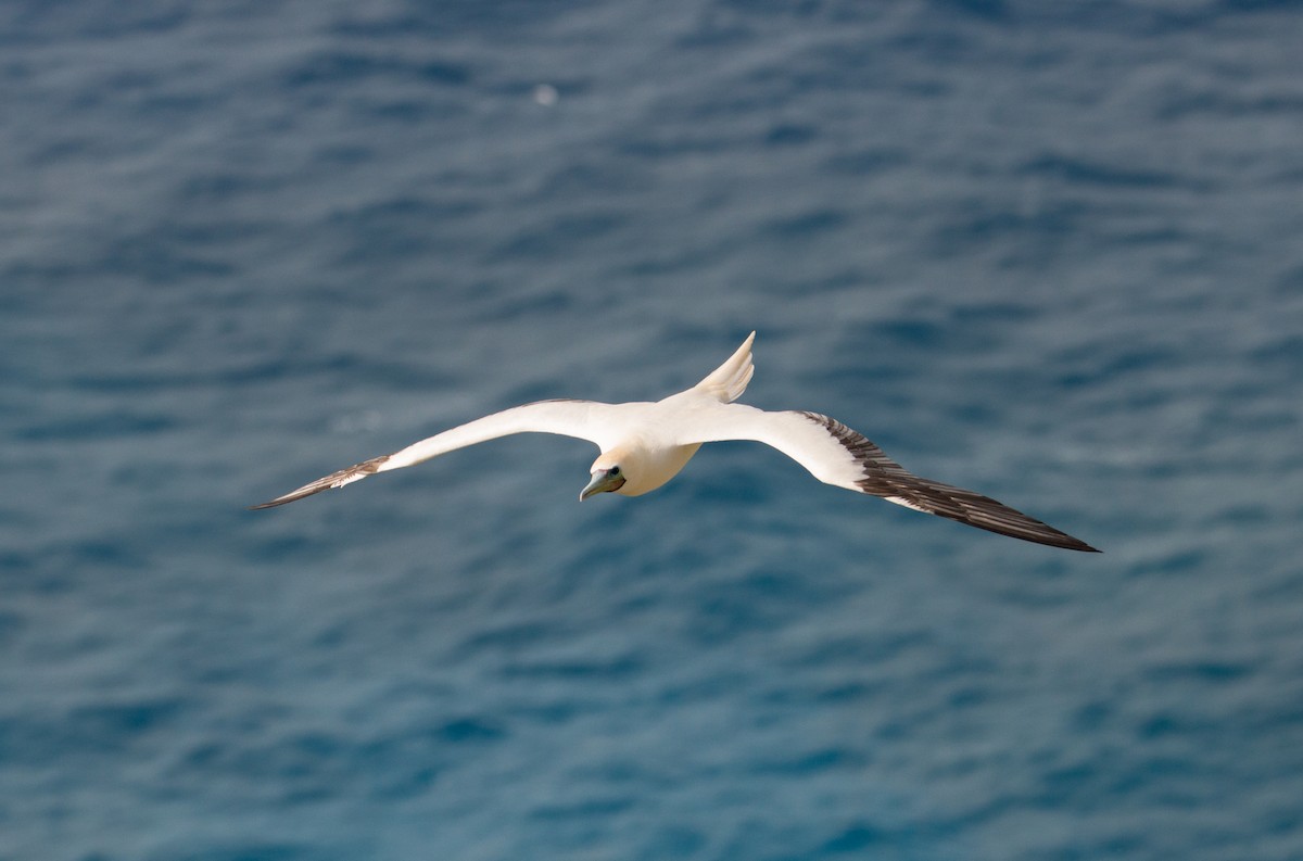 Red-footed Booby - ML391569461