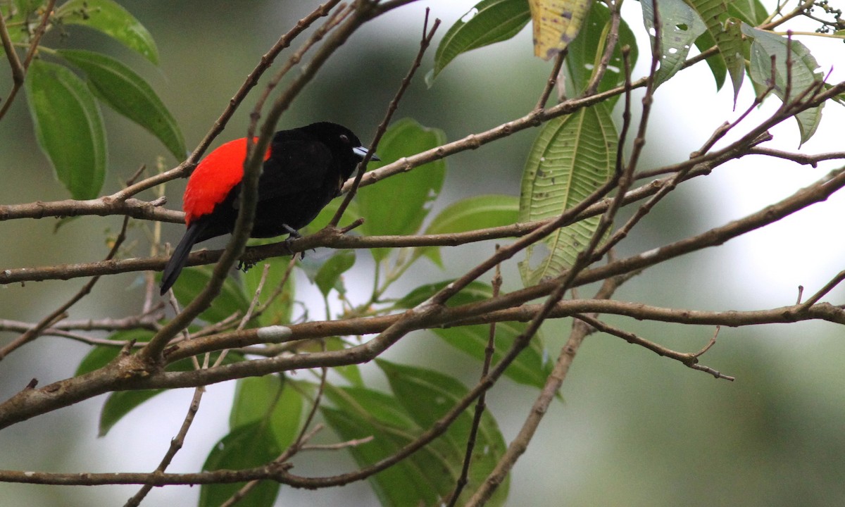Scarlet-rumped Tanager (Passerini's) - ML39157101