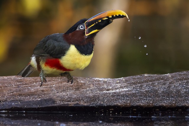 Chestnut-eared Aracari - eBird