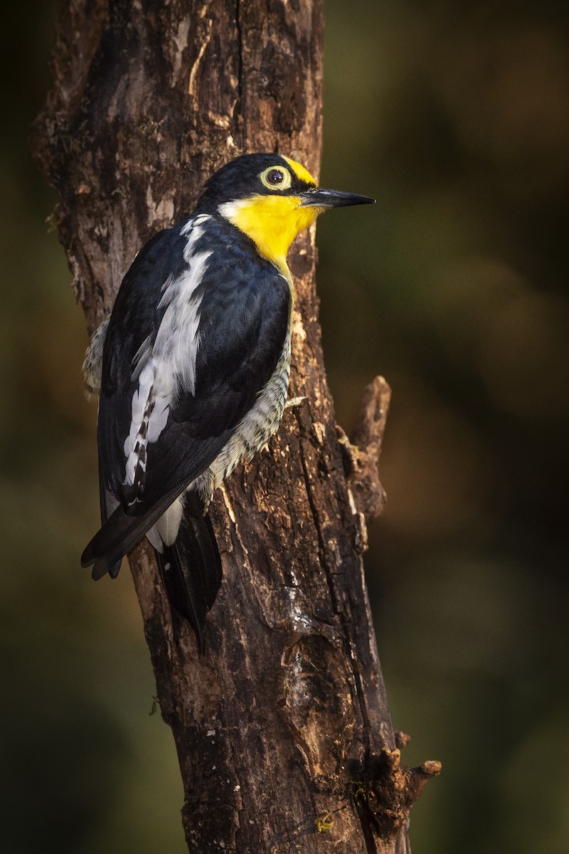 Yellow-fronted Woodpecker - ML391579901