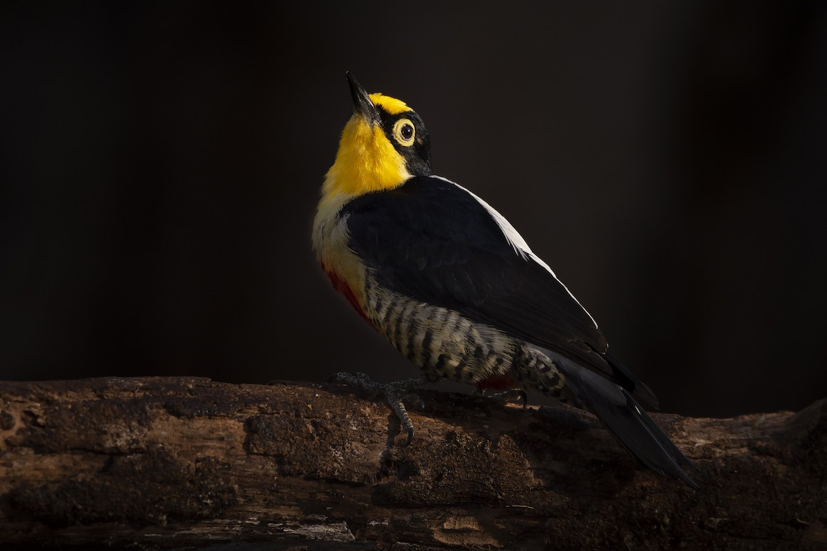 Yellow-fronted Woodpecker - ML391579911