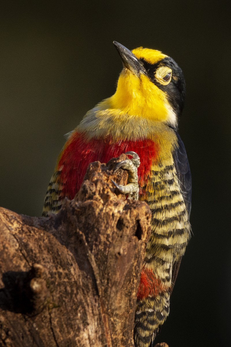 Yellow-fronted Woodpecker - ML391579921