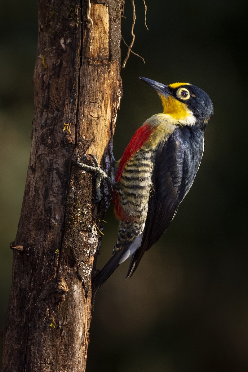 Yellow-fronted Woodpecker - ML391579931